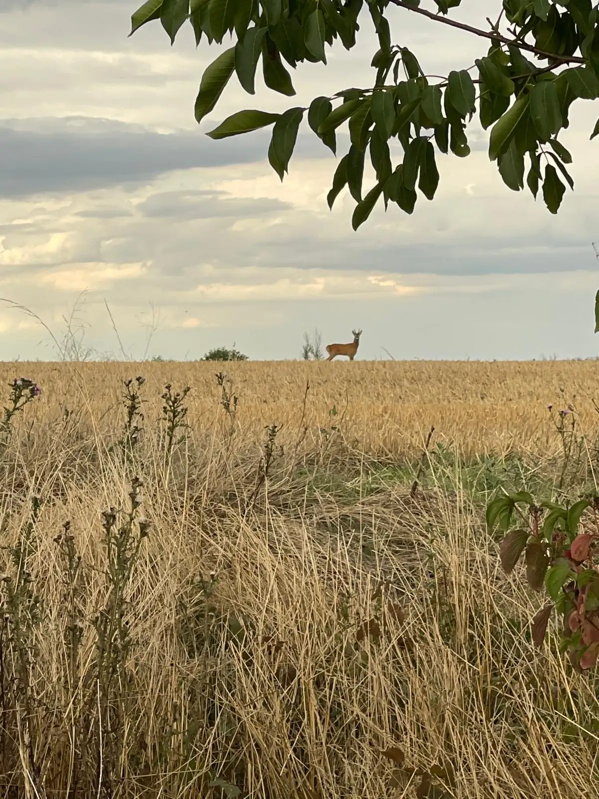 Reh am Geiseltalsee, Naturerlebnis nahe Schloss Bündorf Sachsen-Anhalt