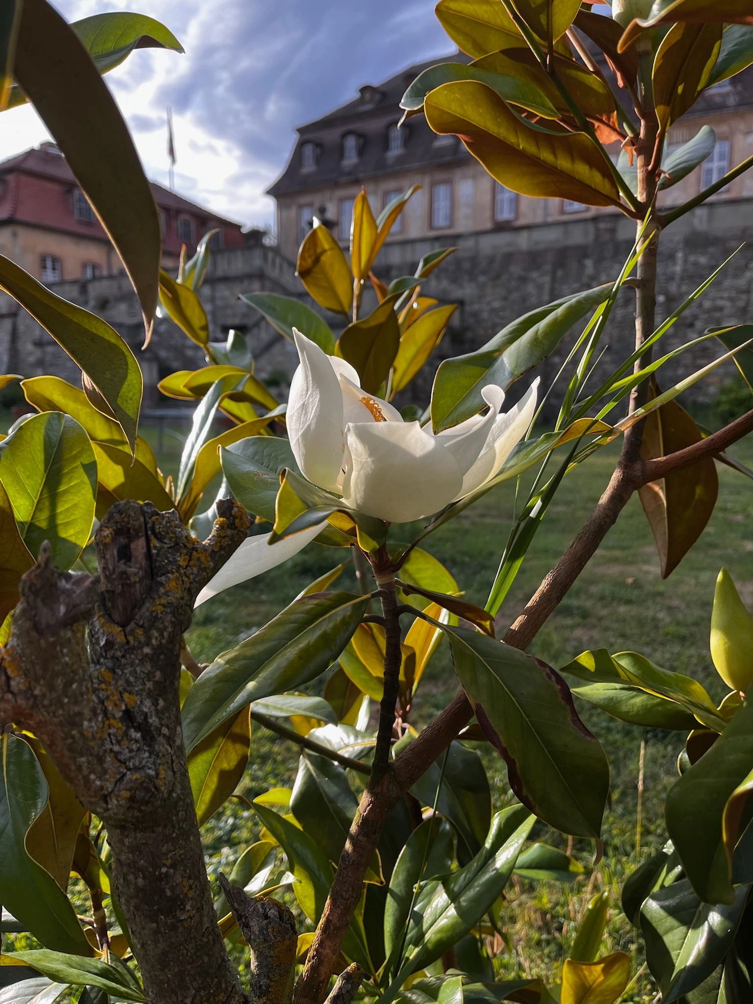 Frühlingsblüte im Schlosspark von Schloss Bündorf bei Merseburg