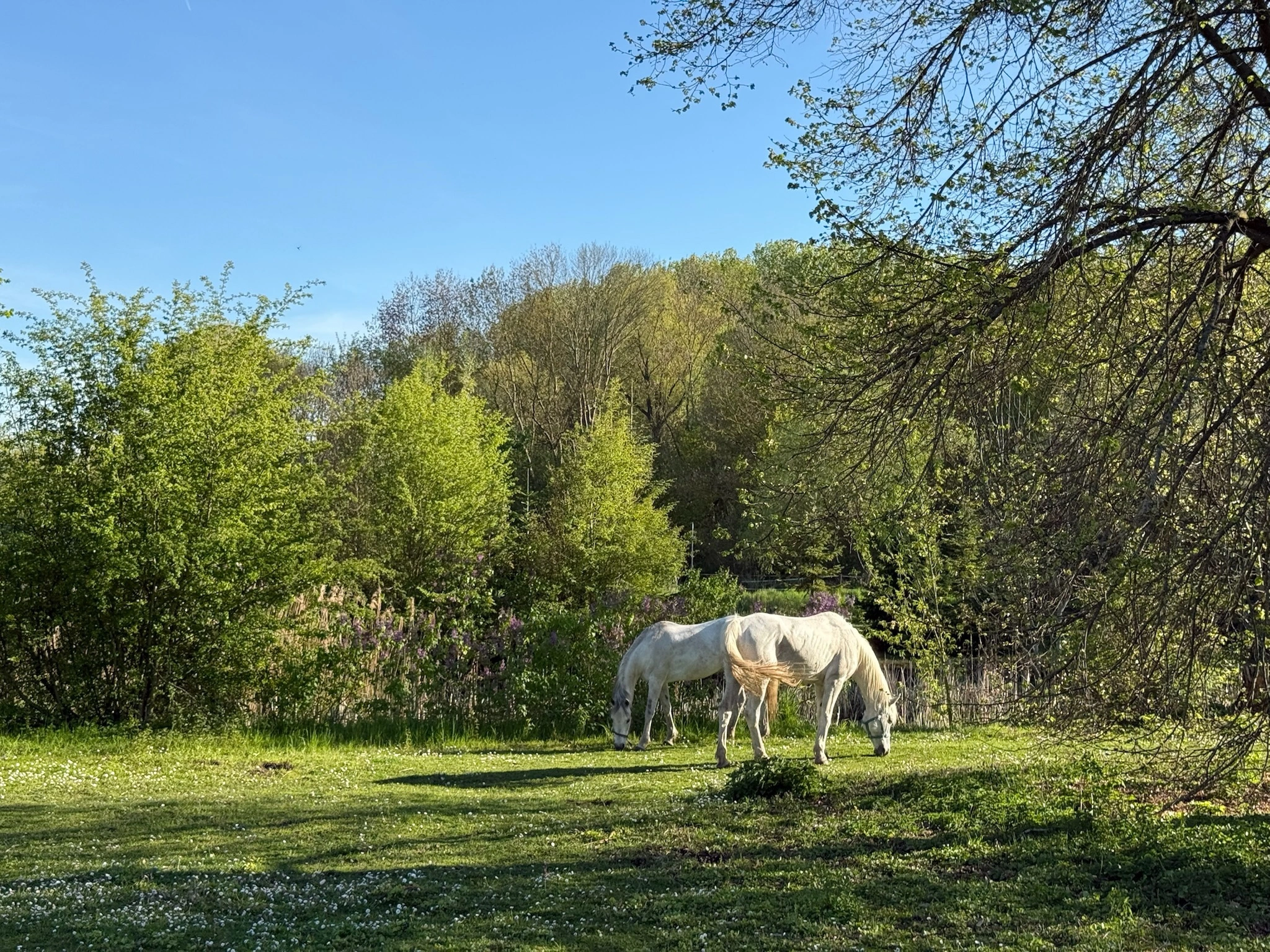 Pferde im Schlosspark Bündorf, ländliche Atmosphäre im Saalekreis
