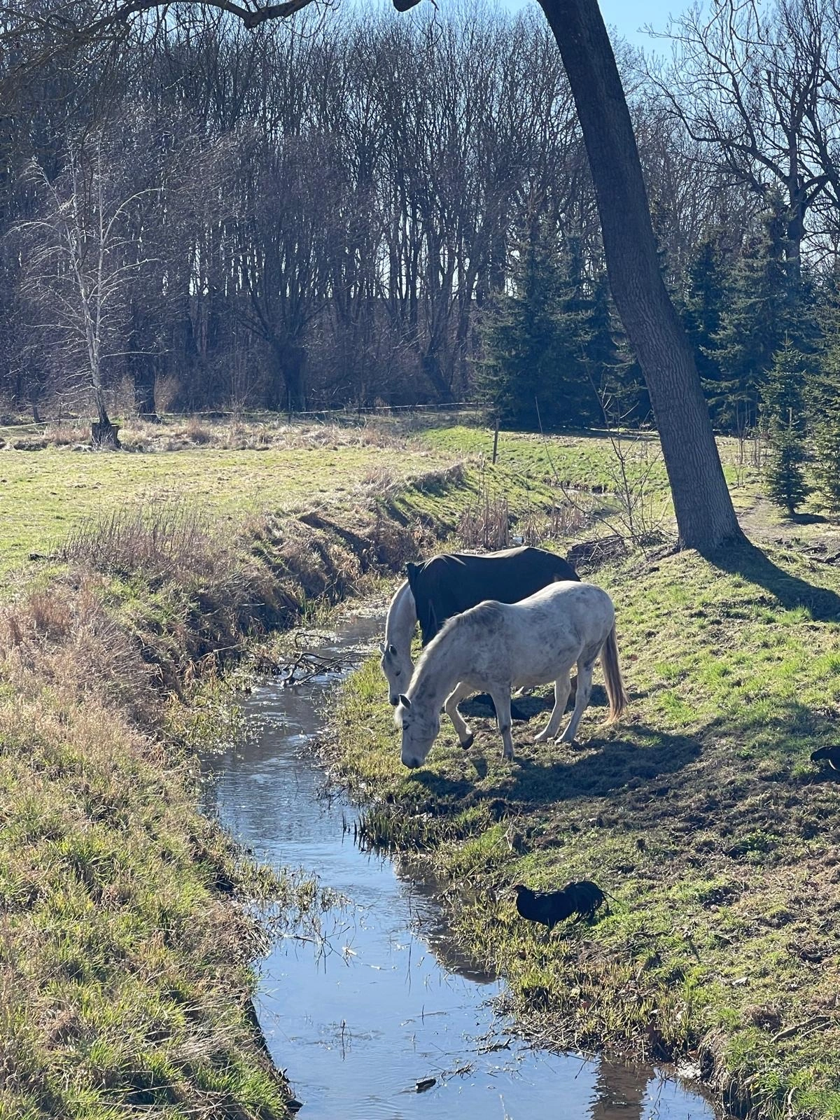 Pferde in der Natur nahe Schloss Bündorf, ländliche Region Saalekreis